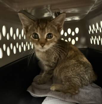 Rescue Domestic Short Hair Cats for Adoption in Bolivar, Missouri - Princess | PetCurious