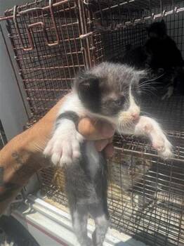Domestic Short Hair Cats Available for Adoption in Houston, Texas - MILES | PetCurious