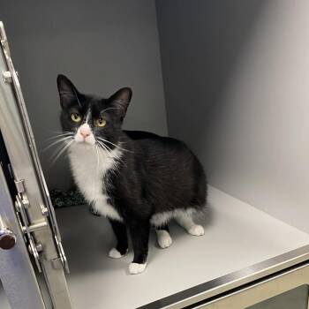 Domestic Short Hair Cats Available for Adoption in Nevada, Missouri - Babs | PetCurious