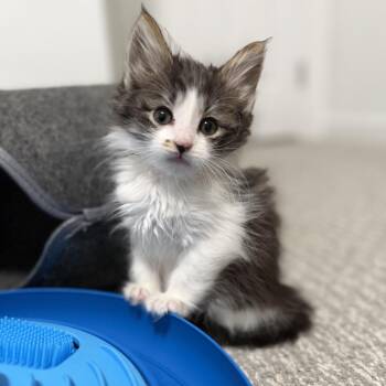 Gretel -  Domestic Medium Hair and Domestic Short Hair Cat for Adoption in Nampa, Idaho - Gretel | PetCurious