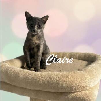 Claire -  Domestic Short Hair Cat for Adoption in Spokane, Washington - Claire | PetCurious