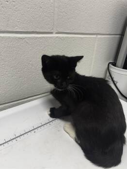 DORA -  Domestic Short Hair Cat for Adoption - DORA | PetCurious