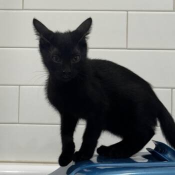 Conrad Fisher (Connie Baby) -  Domestic Short Hair Cat for Adoption in Boerne, Texas - Conrad Fisher (Connie Baby) | PetCurious