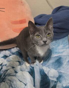 Wendy -  Domestic Short Hair Cat for Adoption in Mckinney, Texas - Wendy | PetCurious