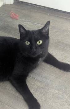 Domestic Short Hair Cats Available for Adoption in Telford, Pennsylvania - Bebe (Variety Pack Litter) | PetCurious