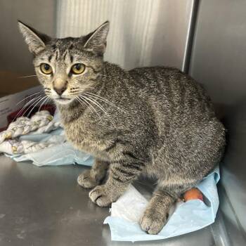 Hazel -  Domestic Short Hair Cat for Adoption in La Grange, Kentucky - Hazel | PetCurious