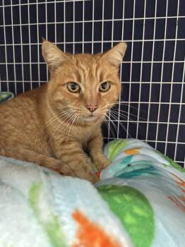 Domestic Short Hair Cats Available for Adoption - Sunflower | PetCurious