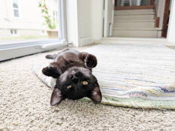Dottie - crazy affectionate little lovergirl -  Domestic Short Hair Cat for Adoption in Neenah, Wisconsin - Dottie - Crazy Affectionate Little Lovergirl | PetCurious