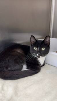 Rescue Domestic Short Hair Cats for Adoption in Pomona, New York - Bart | PetCurious