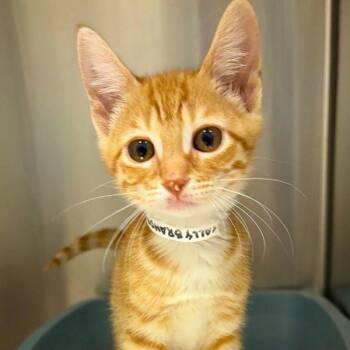 Wally Brando -  Domestic Short Hair Cat for Adoption in Walnut Creek, California - Wally Brando | PetCurious