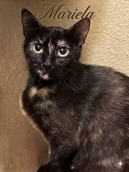 Mariela -  Tortoiseshell Cat for Adoption in Midlothian, Texas - Mariela | PetCurious