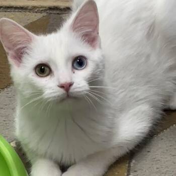 Domestic Short Hair Cats Available for Adoption - Shiro | PetCurious
