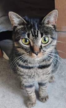 Anja -  Domestic Short Hair Cat for Adoption in Williamsburg, Virginia - Anja | PetCurious