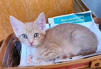 Ban Freese -  Domestic Short Hair Cat for Adoption in Kansas City, Missouri - Ban Freese | PetCurious