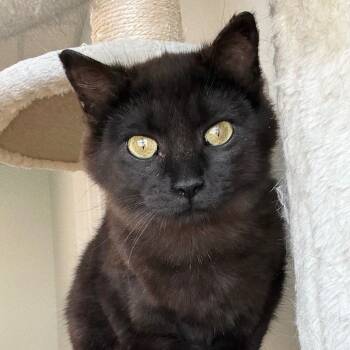 Rescue Domestic Short Hair Cats for Adoption in Zimmerman, Minnesota - Pixie | PetCurious