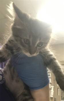 Domestic Long Hair Cats Available for Adoption in Conroe, Texas - A428513 | PetCurious