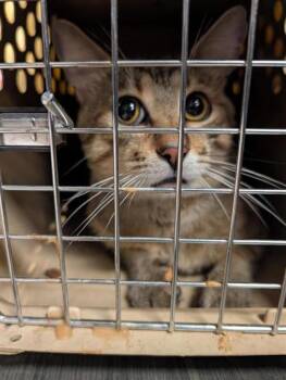 Powell -  Domestic Short Hair Cat for Adoption in Montreal, Quebec - Powell | PetCurious