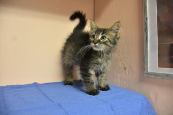 Stanley -  Domestic Medium Hair Cat for Adoption in North Judson, Indiana - Stanley | PetCurious