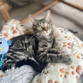 Bentgrass -  Domestic Short Hair Cat for Adoption in Richmond, Virginia - Bentgrass | PetCurious