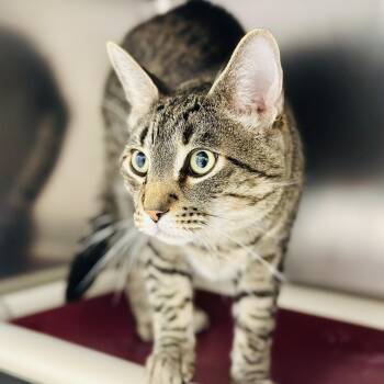 Domestic Short Hair Cats Available for Adoption in Stafford Township, New Jersey - Doodle  | PetCurious