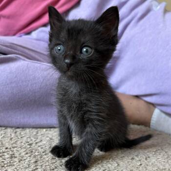 Domestic Medium Hair Cats Available for Adoption in San Antonio, Texas - Mavis | PetCurious