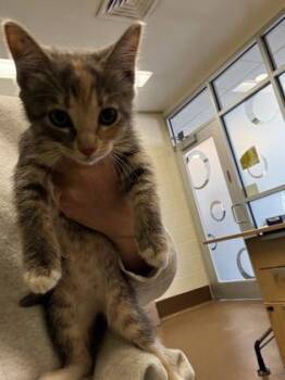 Hanging Plant -  Domestic Short Hair Cat for Adoption in Wichita, Kansas - Hanging Plant | PetCurious