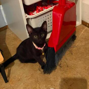 Roxie -  Domestic Short Hair Cat for Adoption in Springfield, Ohio - Roxie | PetCurious