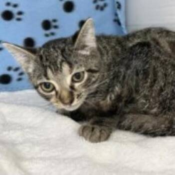 Lena -  Domestic Short Hair Cat for Adoption in Tampa, Florida - Lena | PetCurious