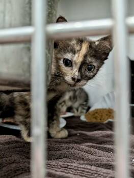 Chewy -  Domestic Short Hair Cat for Adoption in Detroit Lakes, Minnesota - Chewy | PetCurious