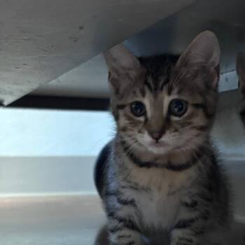 Dippin Dot -  Domestic Short Hair Cat for Adoption in Goleta, California - Dippin Dot | PetCurious