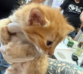 RONNIE -  Domestic Short Hair Cat for Adoption in Fort Walton Beach, Florida - RONNIE | PetCurious