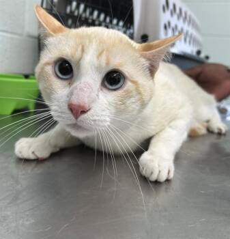 WHITEY -  Domestic Short Hair Cat for Adoption in Corpus Christi, Texas - WHITEY | PetCurious