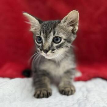 Belladonna -  Domestic Medium Hair and Domestic Short Hair Cat for Adoption in Bullhead City, Arizona - Belladonna | PetCurious
