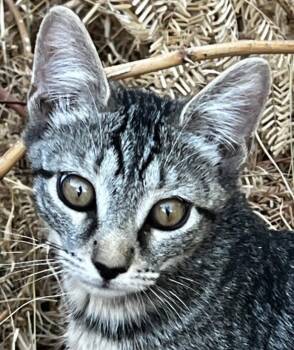 Amalia -  Domestic Short Hair Cat for Adoption in Phoenix, Arizona - Amalia | PetCurious