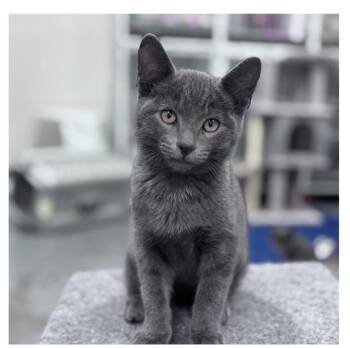 Rescue Domestic Short Hair Cats for Adoption in Mount Pleasant, South Carolina - Ella | PetCurious