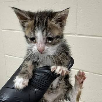 Canyon -  Domestic Short Hair Cat for Adoption in Reno, Nevada - Canyon | PetCurious