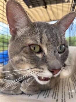 GRAYSON -  Domestic Short Hair Cat for Adoption in San Antonio, Texas - GRAYSON | PetCurious