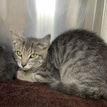 Rearview Mirror -  Domestic Short Hair Cat for Adoption in Roanoke, Virginia - Rearview Mirror | PetCurious