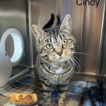 Cindy -  Domestic Short Hair Cat for Adoption in Knoxville, Tennessee - Cindy | PetCurious