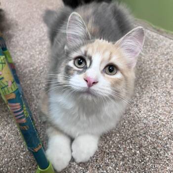 Hillery -  Domestic Long Hair Cat for Adoption in Arlington Heights, Illinois - Hillery | PetCurious