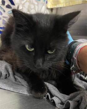 PRIMROSE -  Domestic Long Hair Cat for Adoption in Pensacola, Florida - PRIMROSE | PetCurious