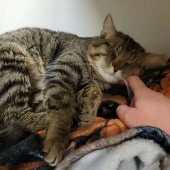 Harris -  Domestic Short Hair Cat for Adoption in Columbia, Missouri - Harris | PetCurious
