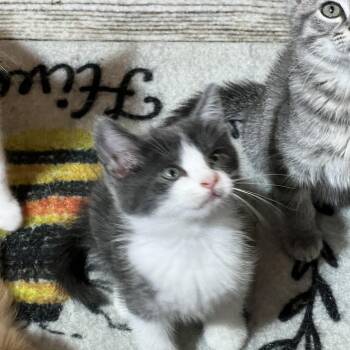 Rescue Domestic Short Hair Cats for Adoption in Hickory, North Carolina - Nani (Arney) | PetCurious