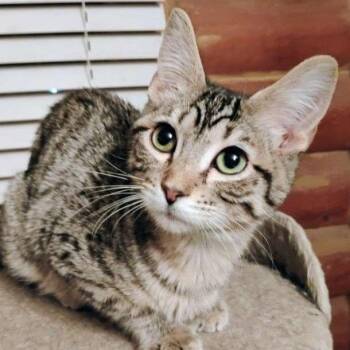 Mr. Bingley -  Domestic Short Hair Cat Available for Adoption in Laramie, Wyoming - Mr. Bingley | PetCurious