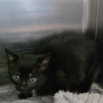 Yucca Cane -  Domestic Short Hair Cat for Adoption in Chatham, Virginia - Yucca Cane | PetCurious