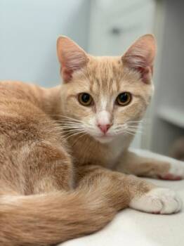 Pastina -  Domestic Short Hair Cat for Adoption in Wayne, New Jersey - Pastina | PetCurious