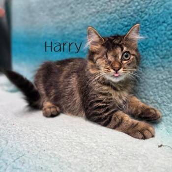 Harry -  Domestic Long Hair Cat for Adoption in Parkersburg, West Virginia - Harry | PetCurious