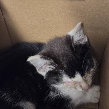 Gunner -  Domestic Short Hair Cat for Adoption in Newark, New Jersey - Gunner | PetCurious