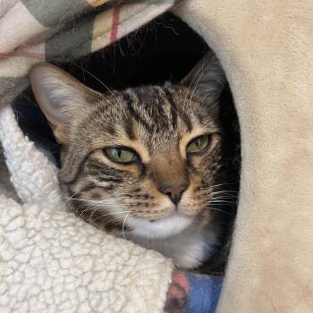 Sox -  Bengal Cat for Adoption in Ashland, Massachusetts - Sox | PetCurious