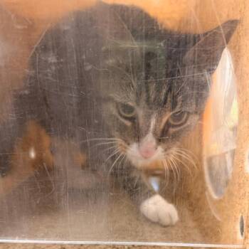 Marko -  Domestic Short Hair Cat for Adoption in Philadelphia, Pennsylvania - Marko | PetCurious